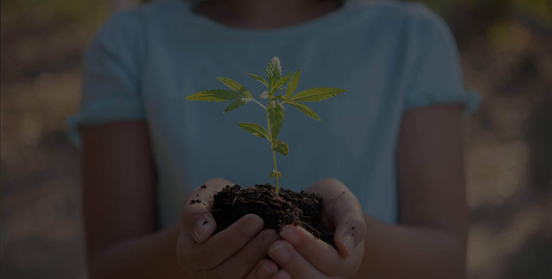 Discover how to germinate marijuana seeds efficiently